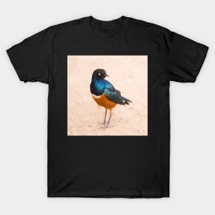 Superb Starling T-Shirt